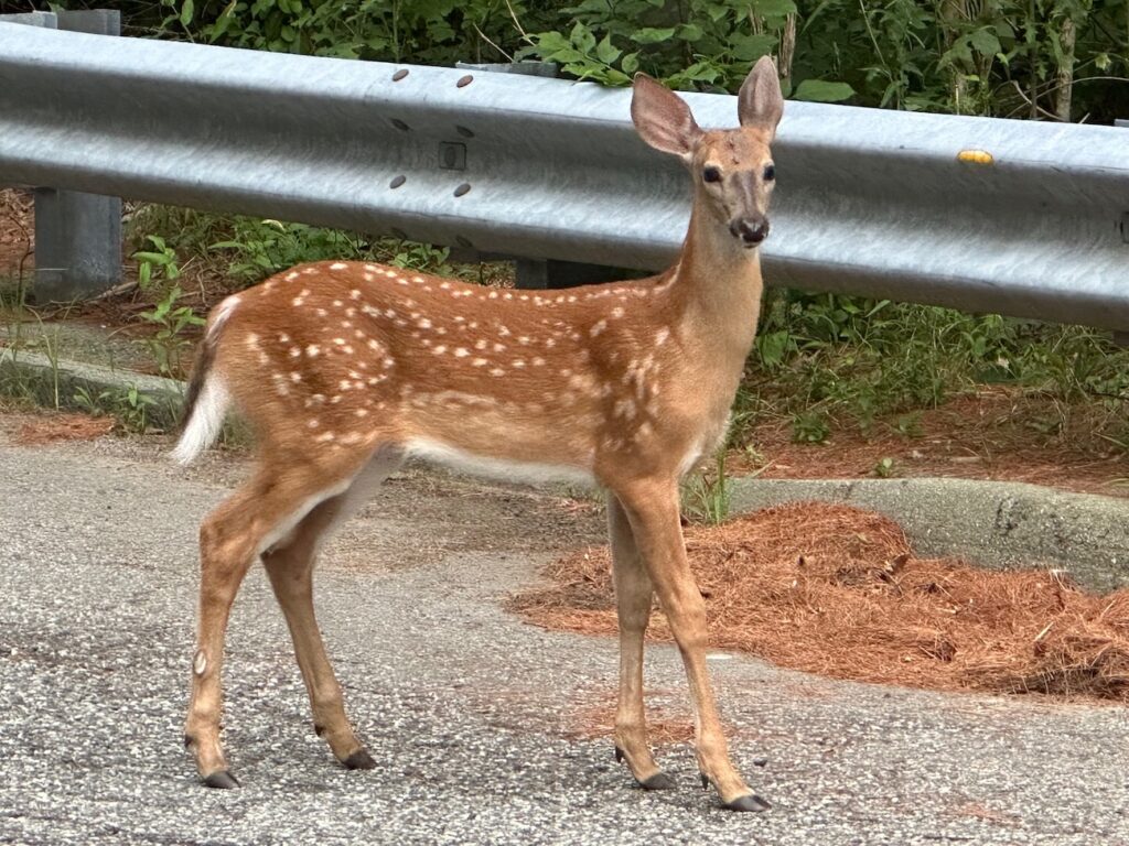 Deer at Hopkins