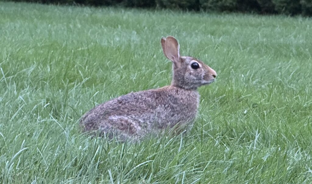 Rabbit in grass