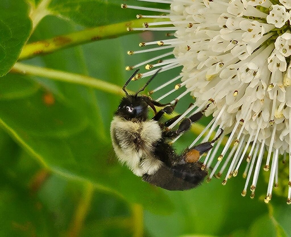 Bee on flower