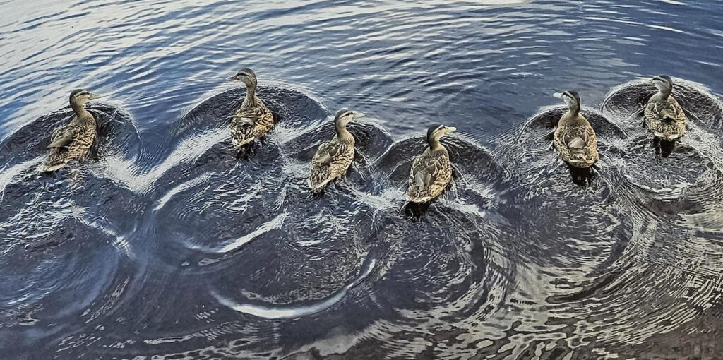 Ducks at State Park