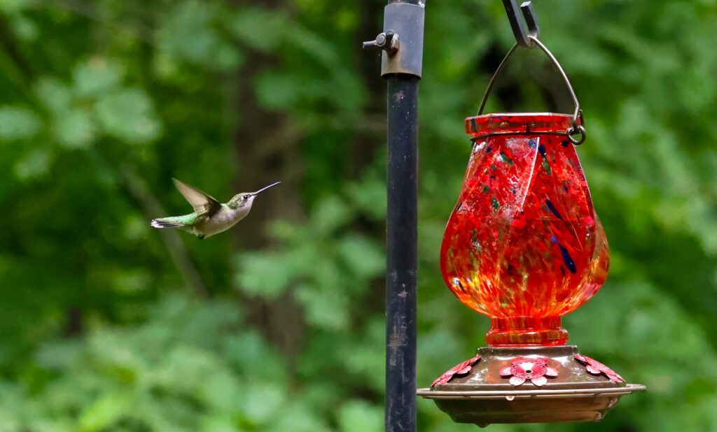 Hummingbird