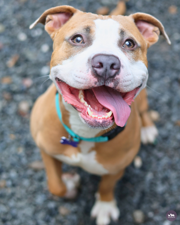 Baypath Adoptable Animal of the Week: Zeus