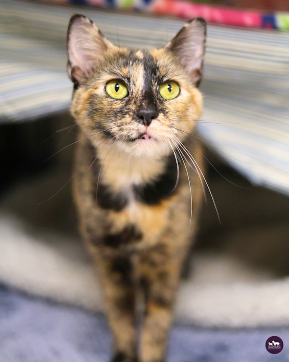 Baypath Adoptable Animal of the Week: Cookie