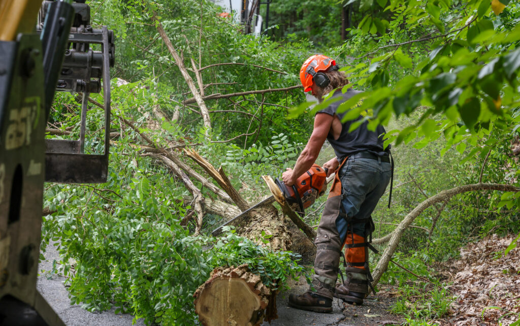 Winter Street tree cutting