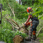 Winter Street tree cutting