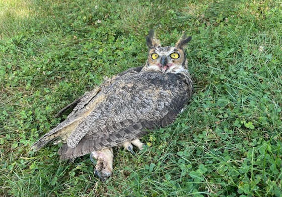 Independent Thoughts: Residents do their part to rescue injured owls