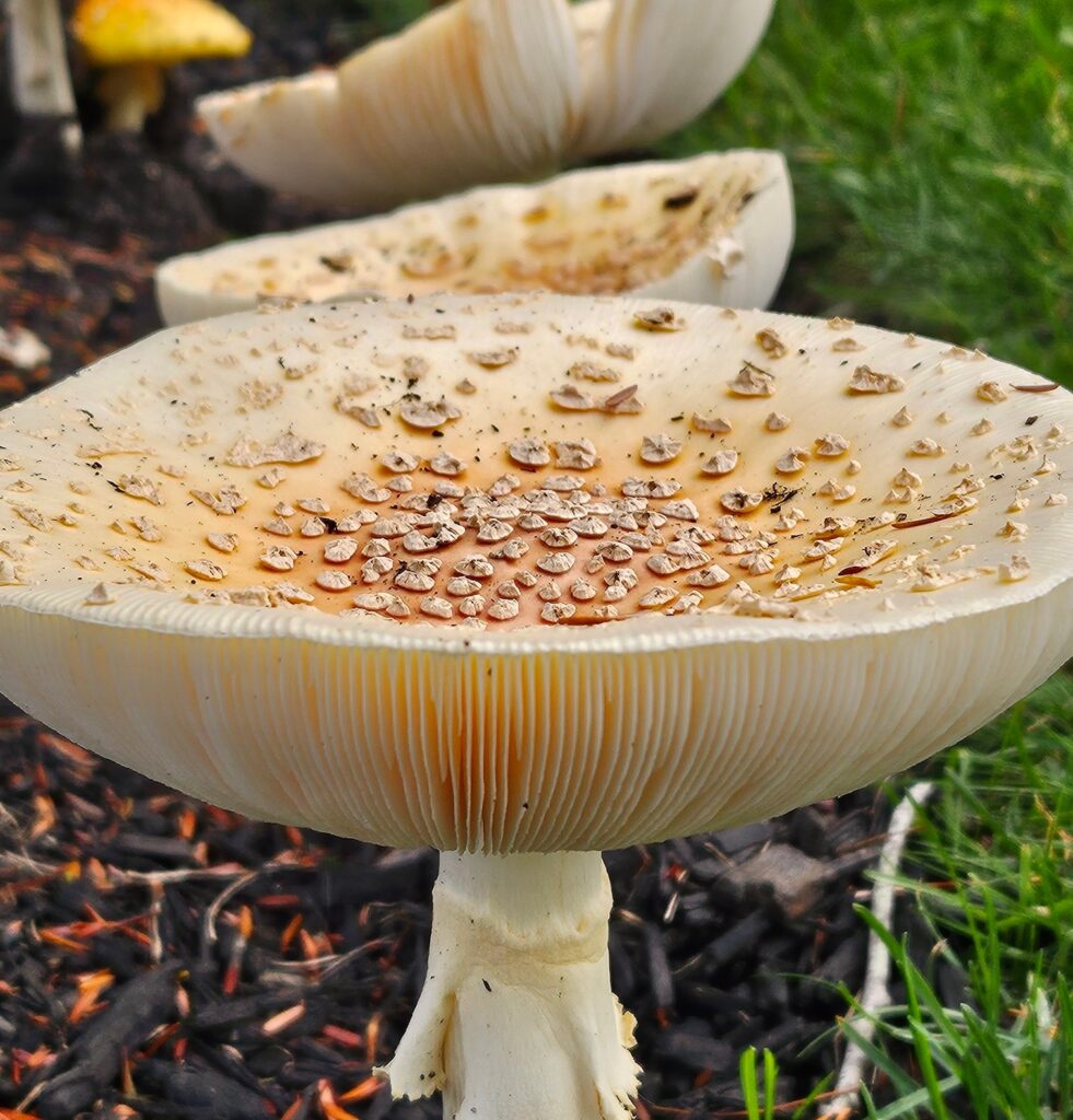 Country club mushroom