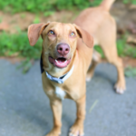 Adoptable Animal-Bob