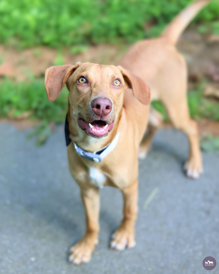 Adoptable Animal-Bob