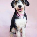 Adoptable Animal-Maddie