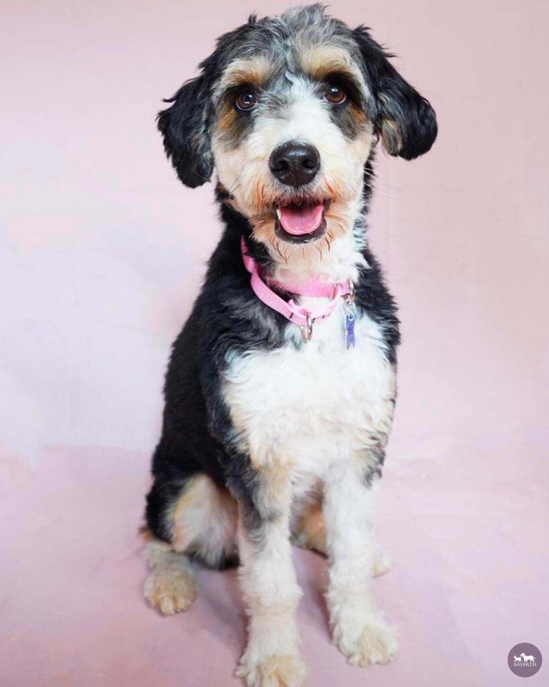 Baypath Adoptable Animal of the Week: Maddie