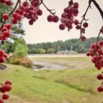 Hopkinton State Park