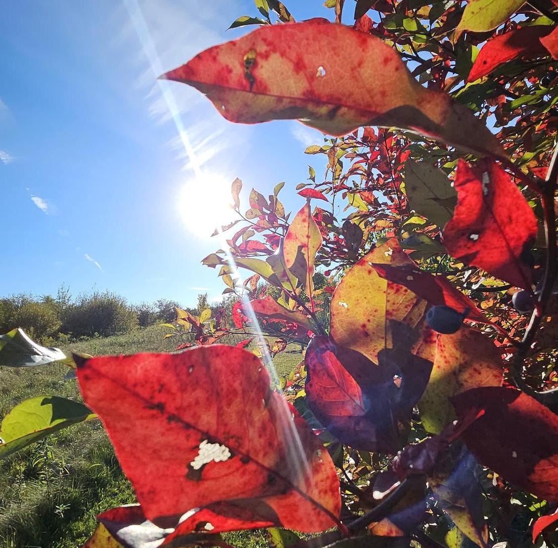 Photos: Fall foliage in Hopkinton