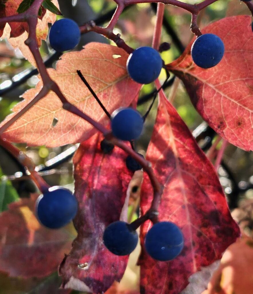 Fall foliage