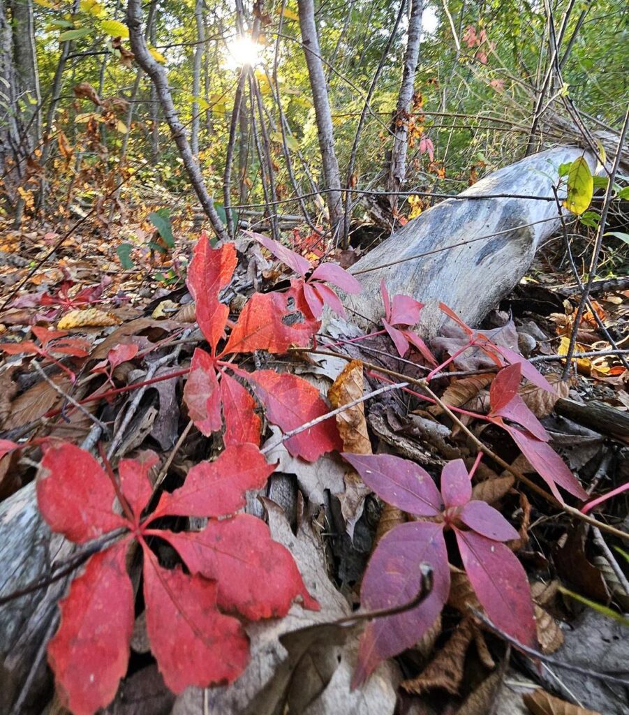 Fall foliage