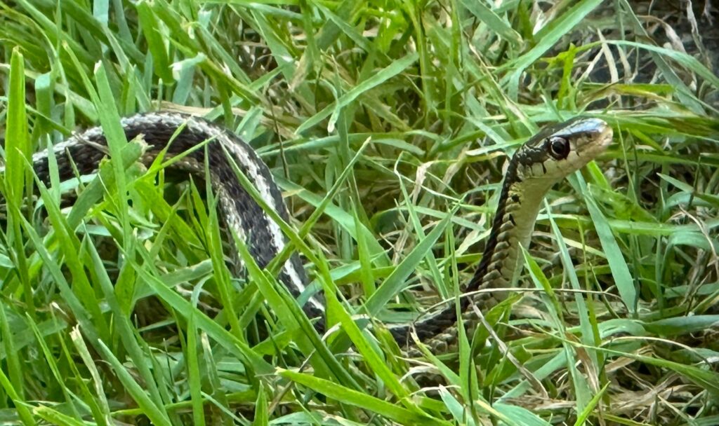 Garter snake