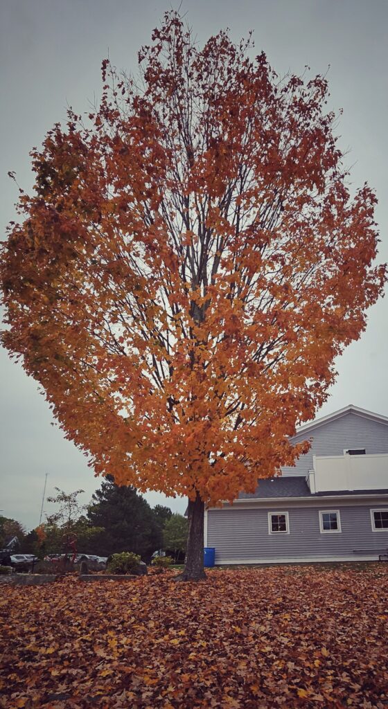 HHS fall foliage