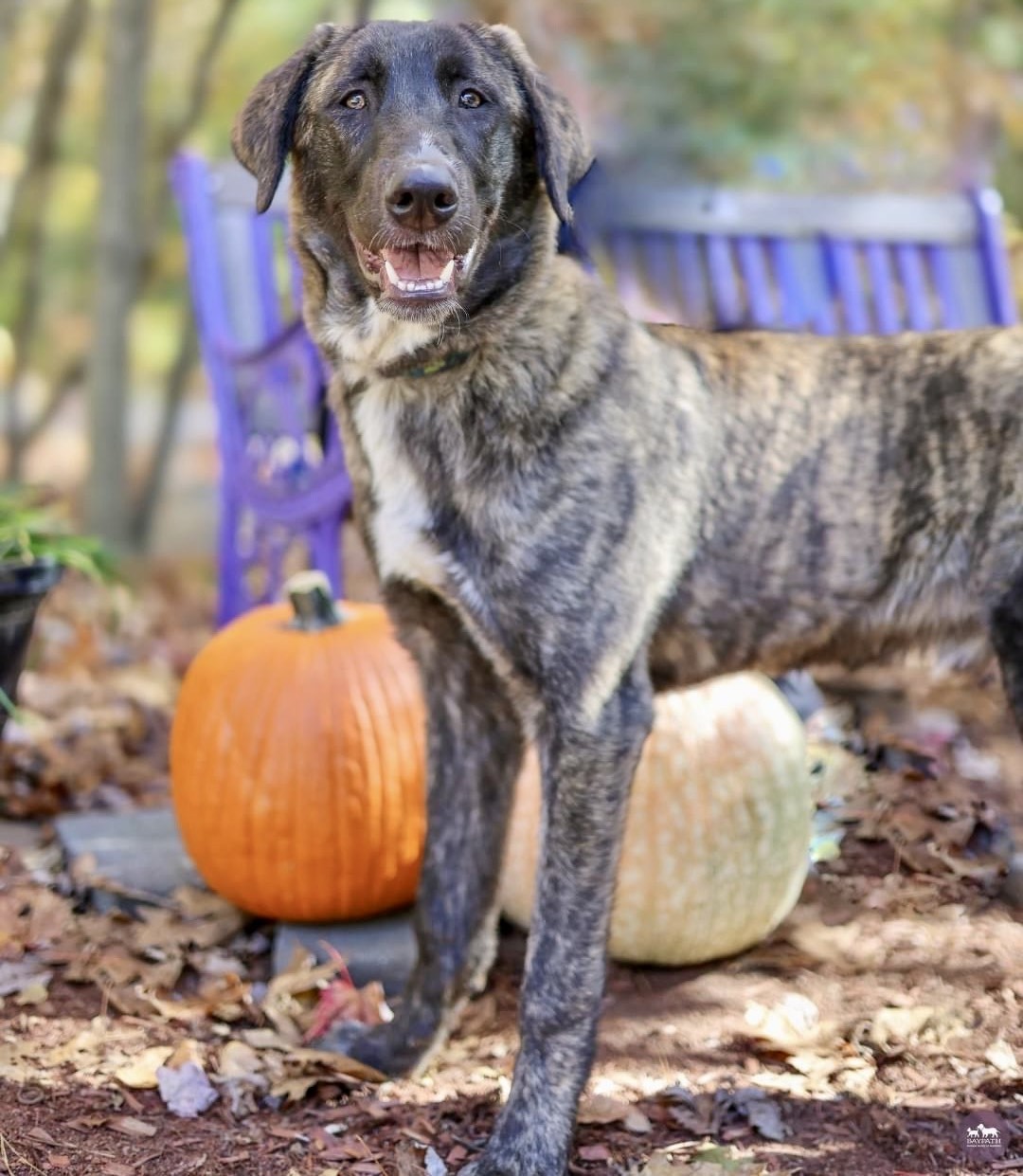 Baypath Adoptable Animal of the Week: Edgar