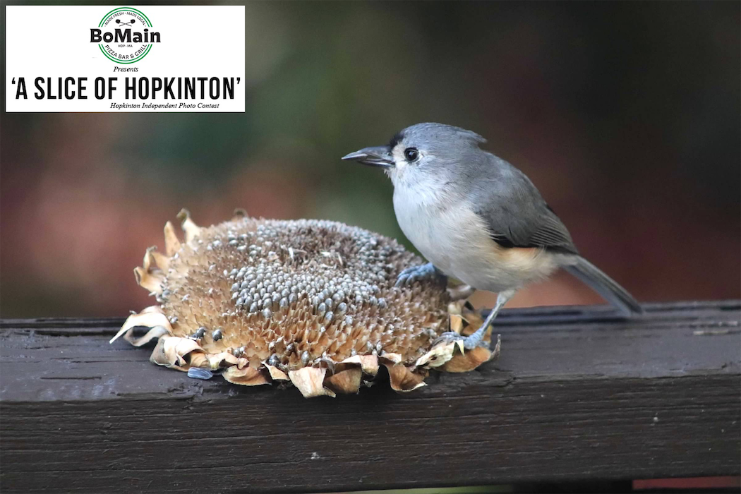 BoMain Slice of Hopkinton photo contest winner, Oct. 16 edition