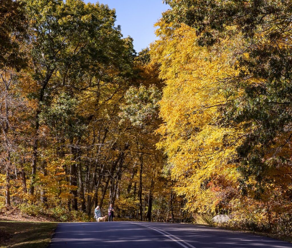 Hopkinton foliage