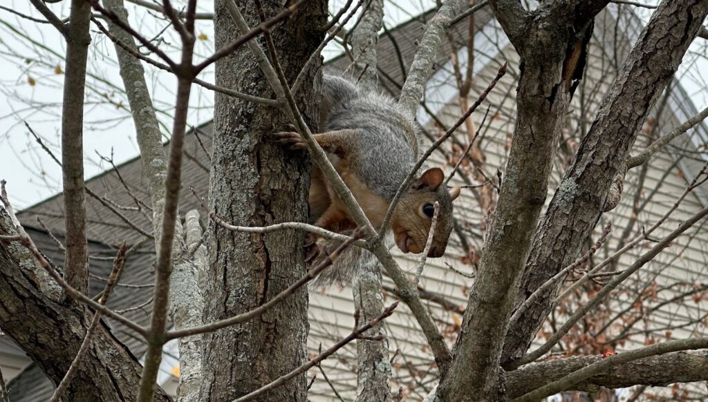 Squirrel in tree