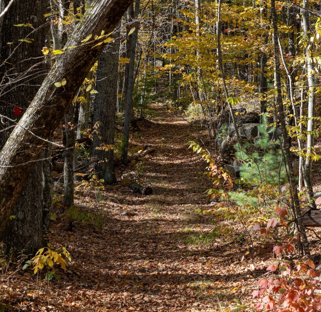 Hopkinton foliage