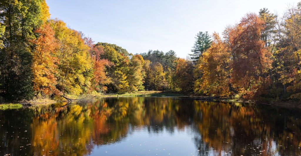 Hopkinton foliage