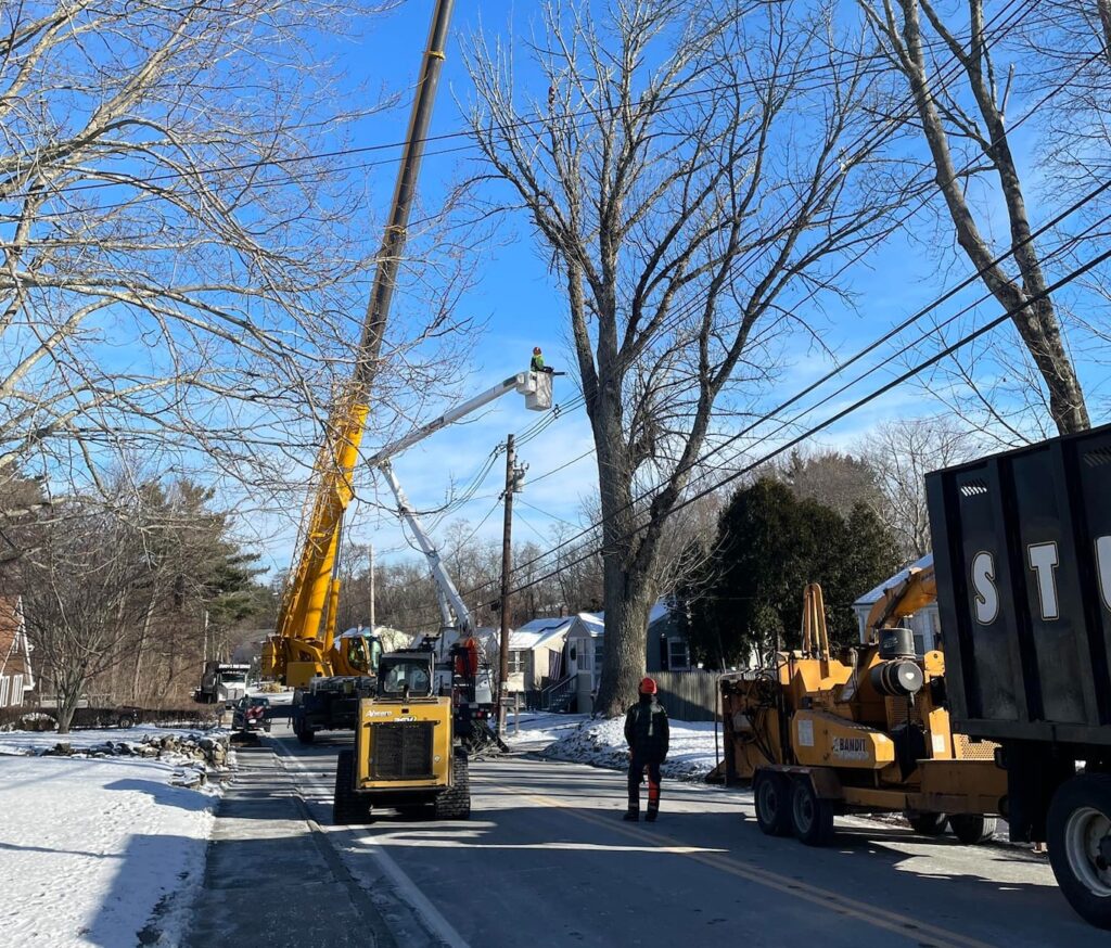 Tree removal DPW