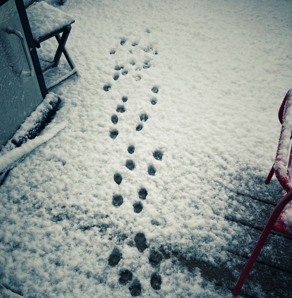 Paw prints in snow