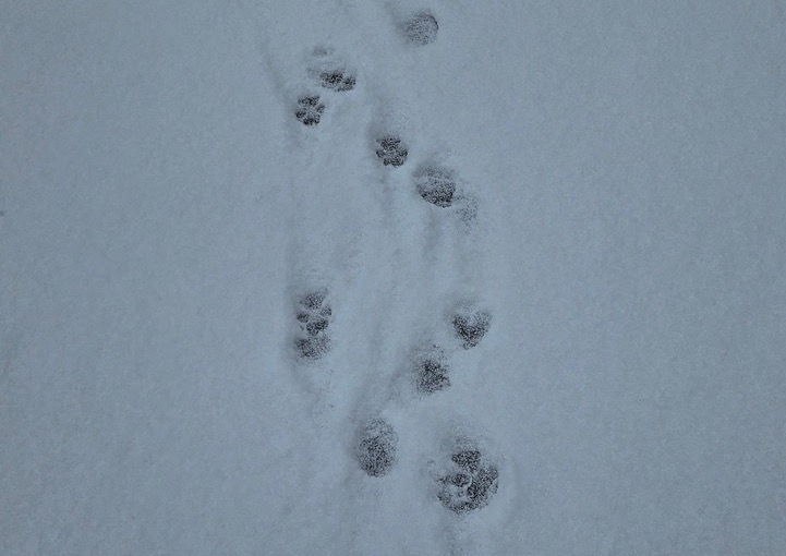 Paw prints snow