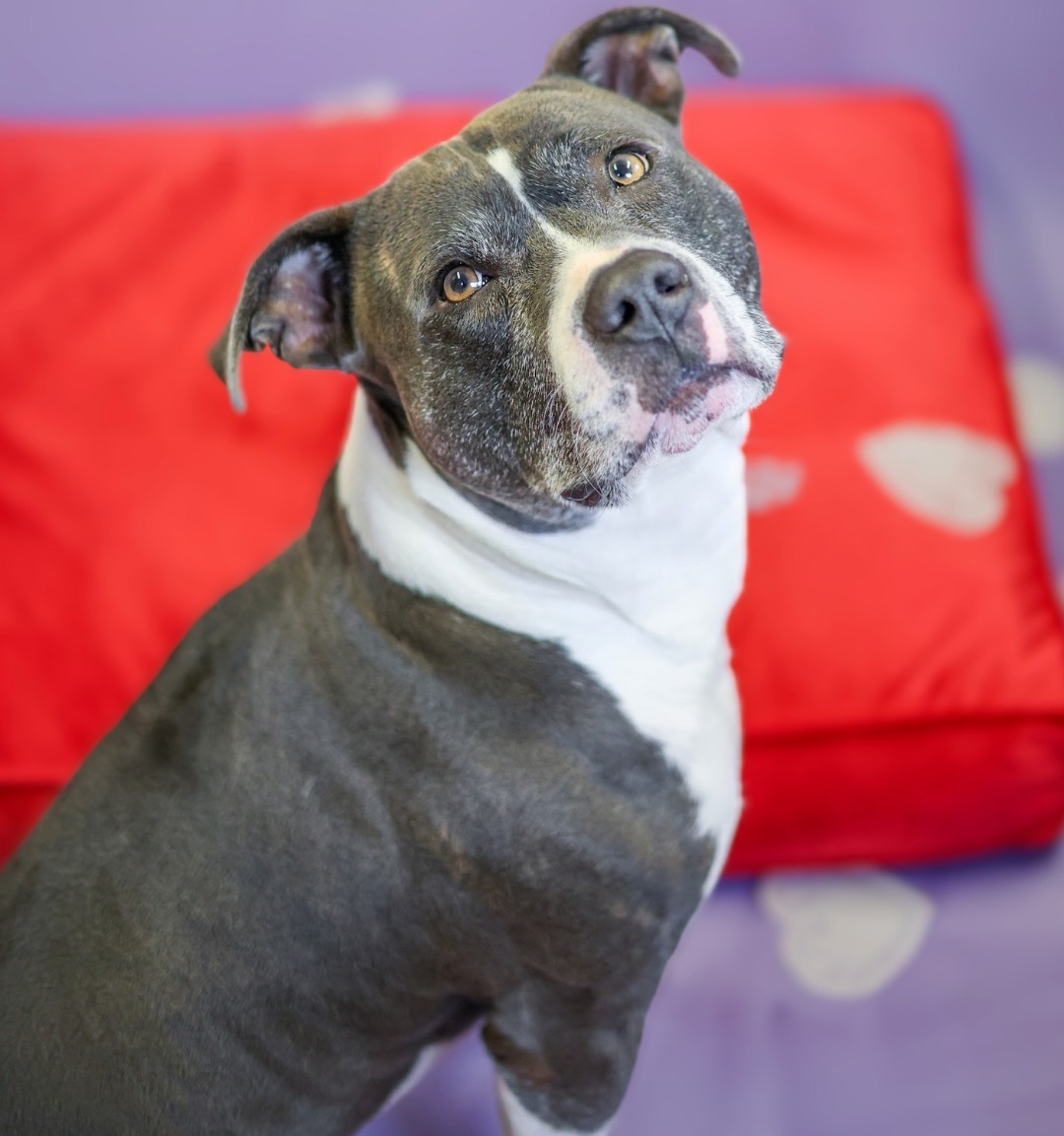 Baypath Adoptable Animal of the Week: Tiny