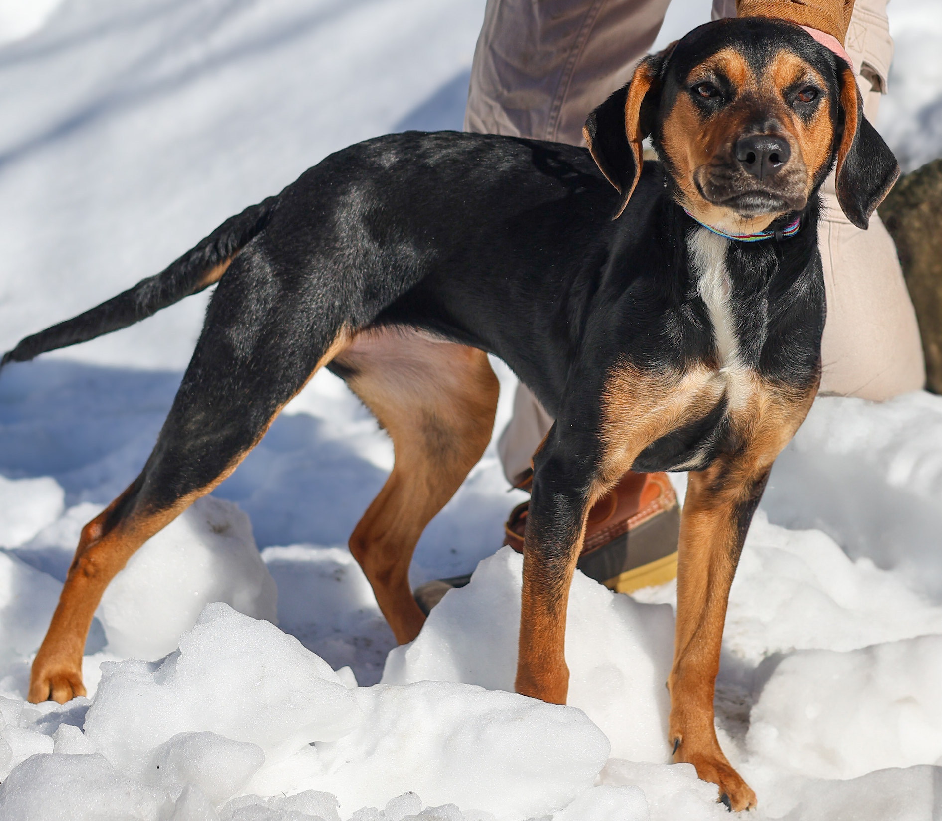 Baypath Adoptable Animal of the Week: Annabelle