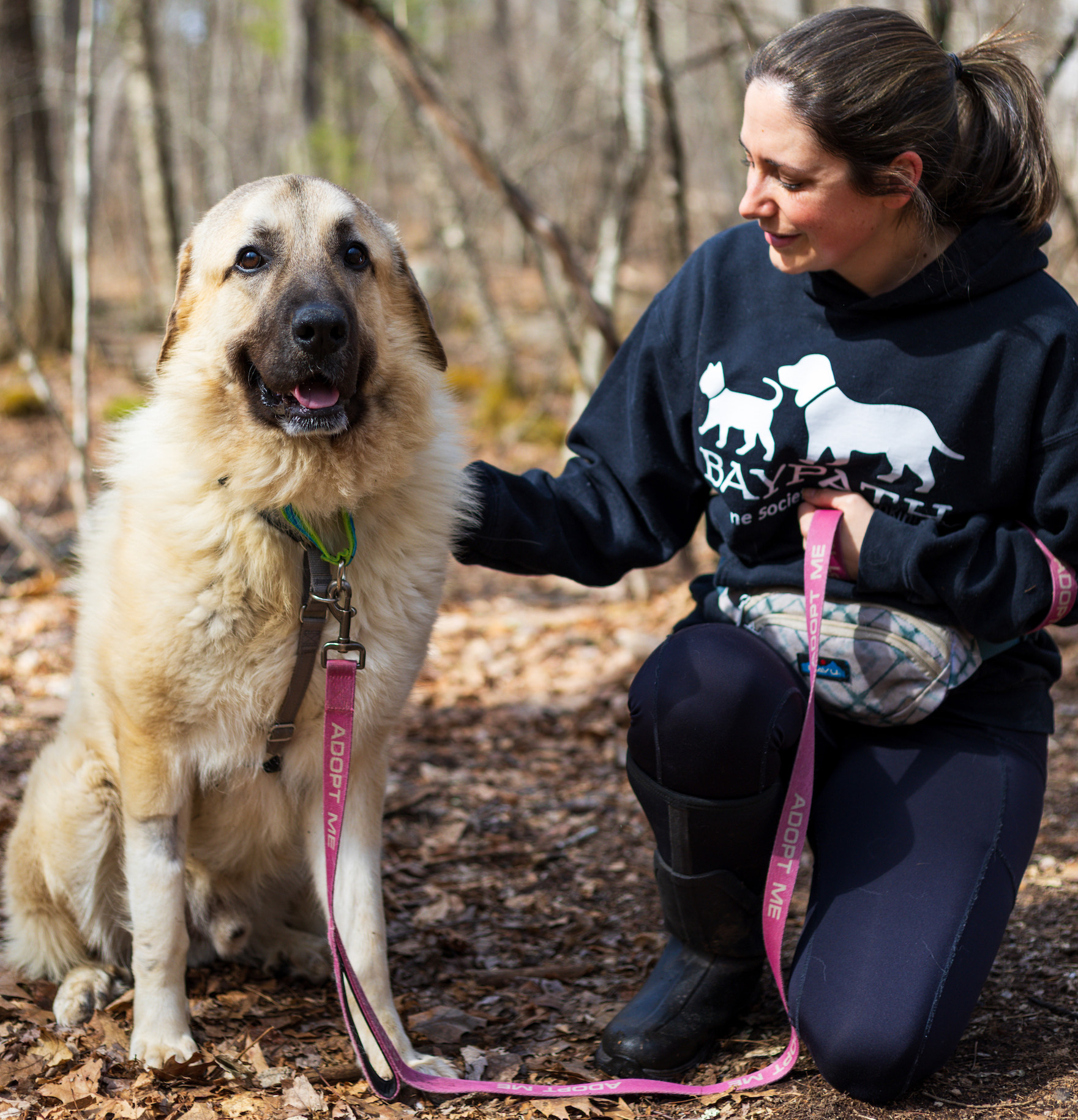 Baypath Adoptable Animal of the Week: Frank