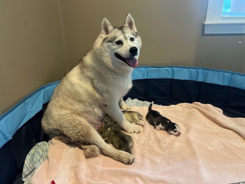 Baypath Husky rescue Wrentham