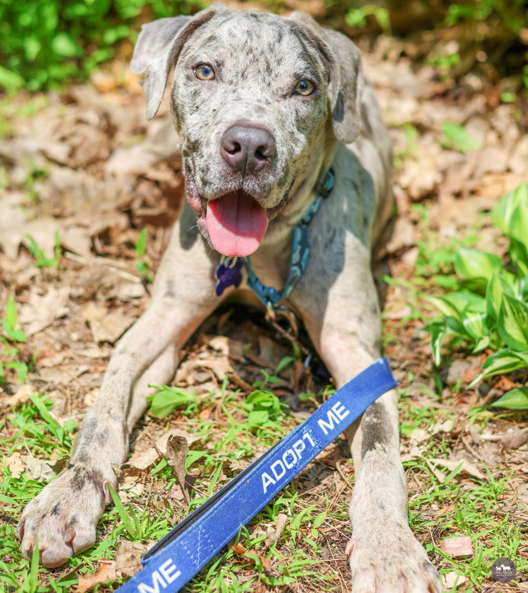 Baypath Adoptable Animal of the Week: Jet