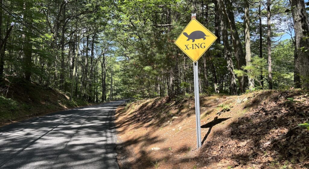 Pond Street turtle crossing