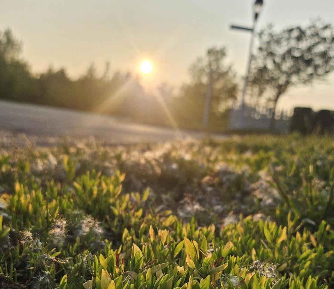 Hopkinton Today for Tuesday, July 15: Bear sightings likely due to heat, per animal control