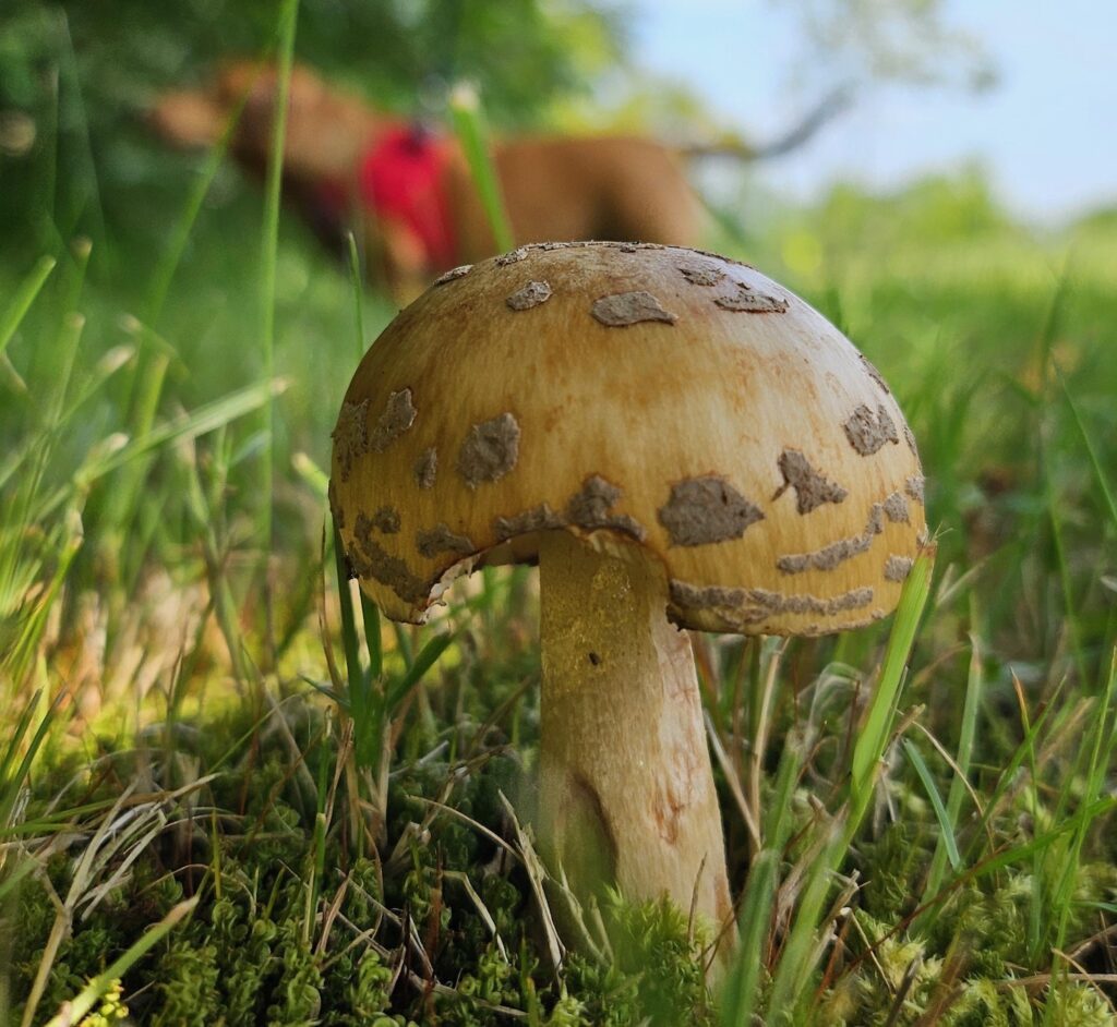 Mushroom Legacy Farms