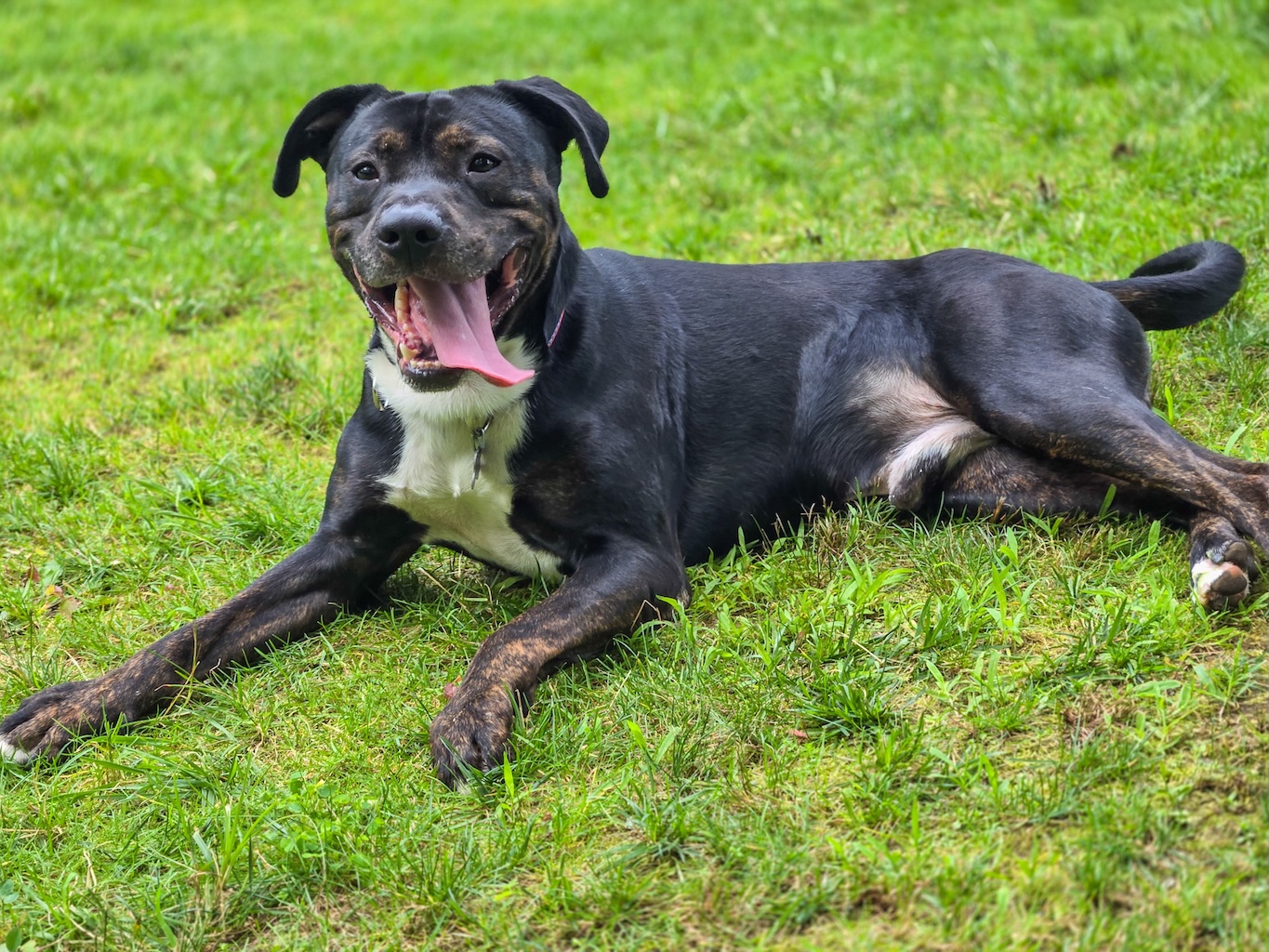 Baypath Adoptable Animal of the Week: Anubis