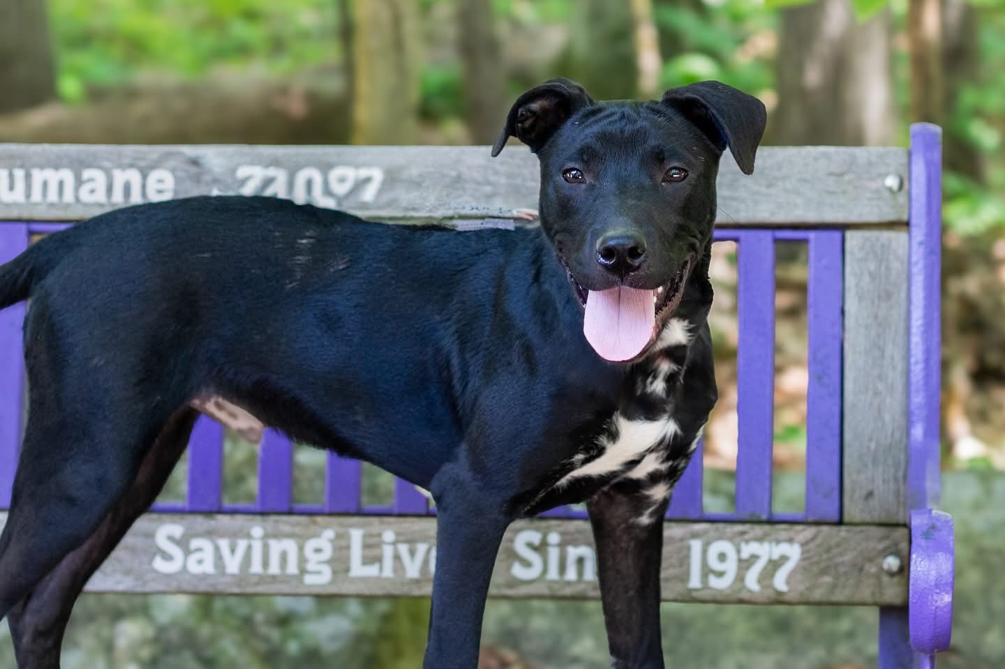 Baypath Adoptable Animal of the Week: Prince