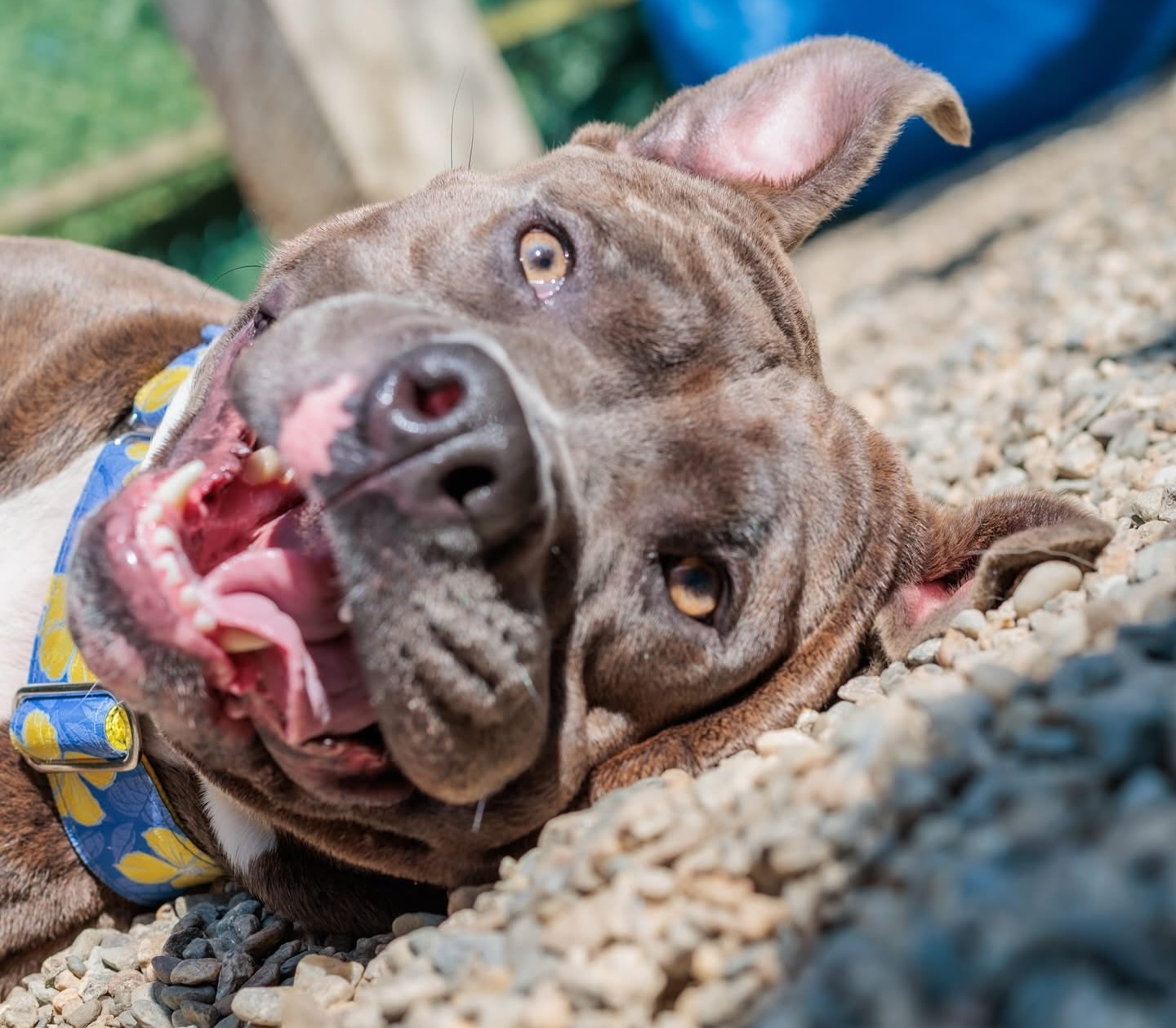 Baypath Adoptable Animal of the Week: Dottie