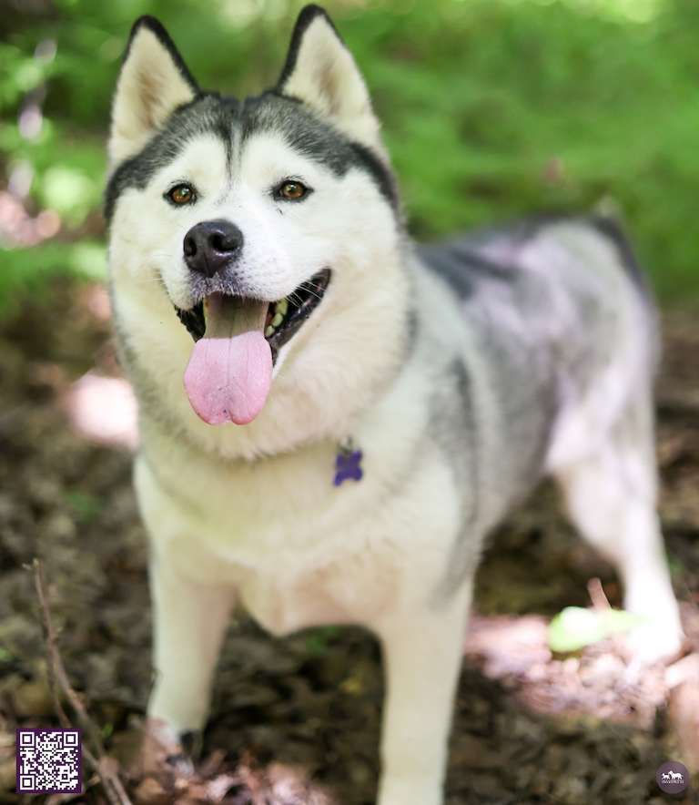 Baypath Adoptable Animal of the Week: Amelia and Horton