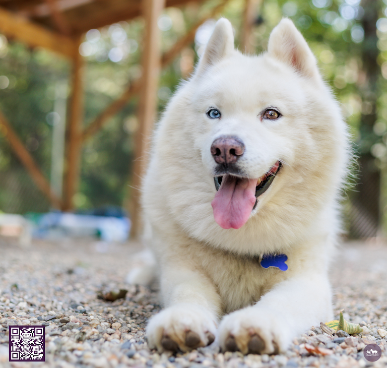 Baypath Adoptable Animal-Horton