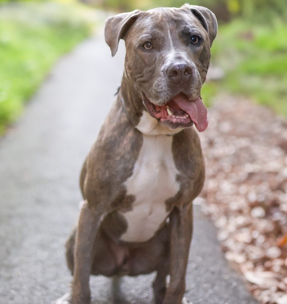 Adoptable Animal-Duke