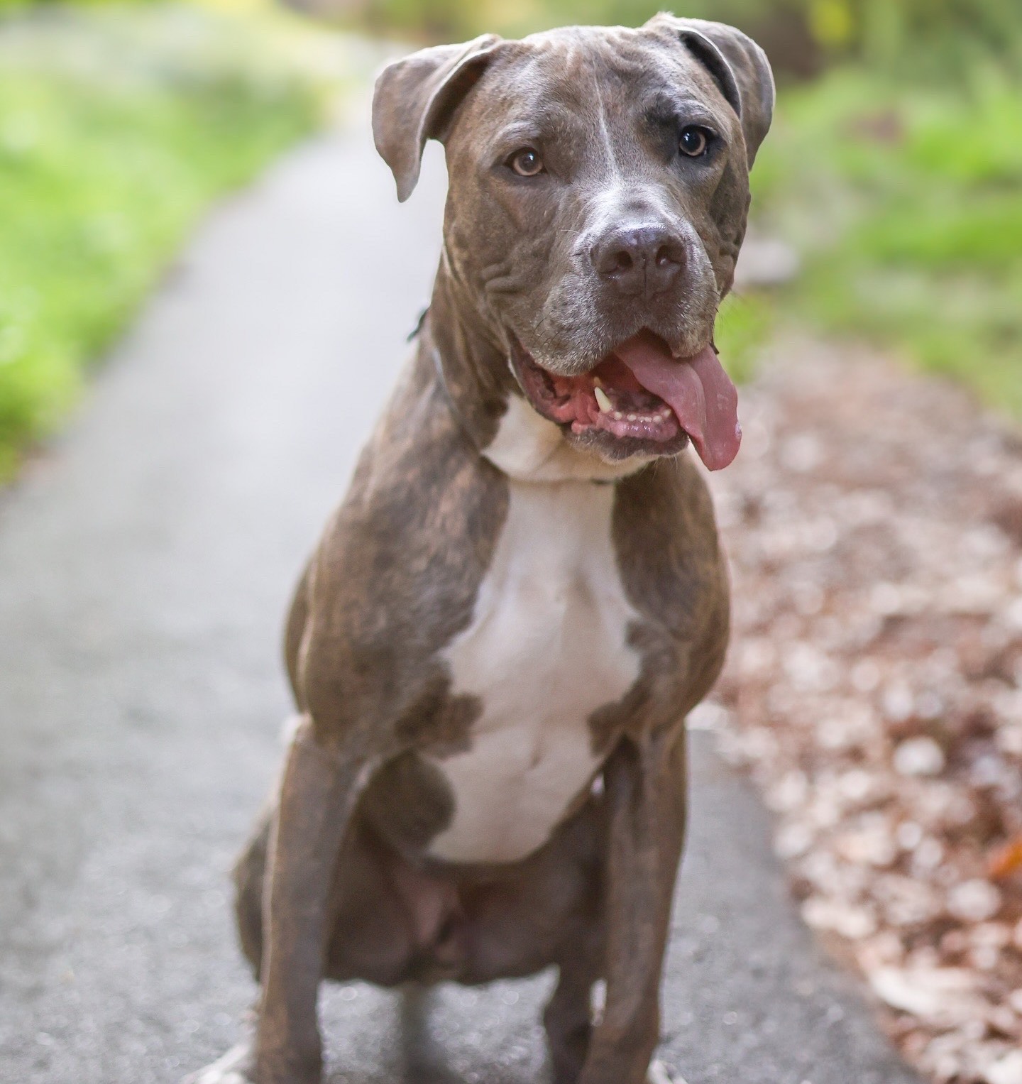 Baypath Adoptable Animal of the Week: Duke