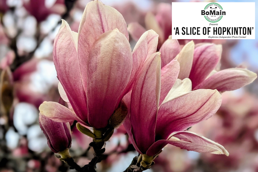 BoMain Slice of Hopkinton photo contest winner, May 7 edition