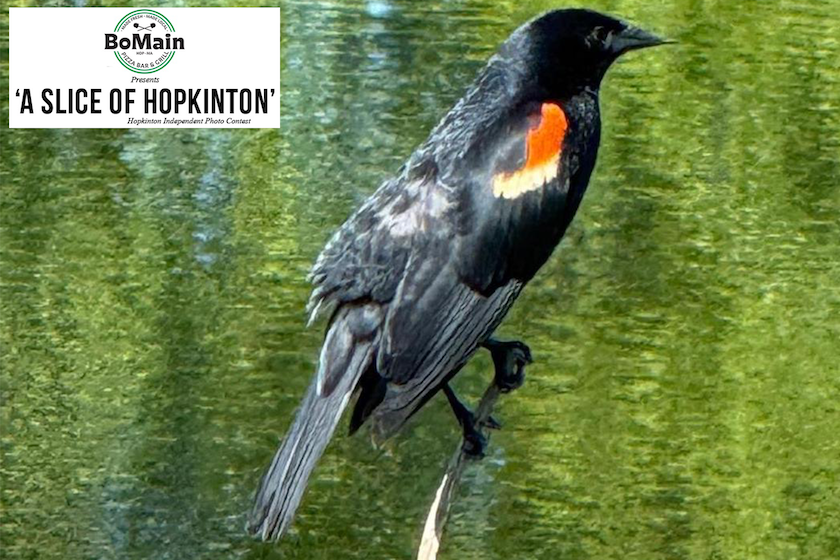 BoMain Slice of Hopkinton photo contest winner, June 4 edition