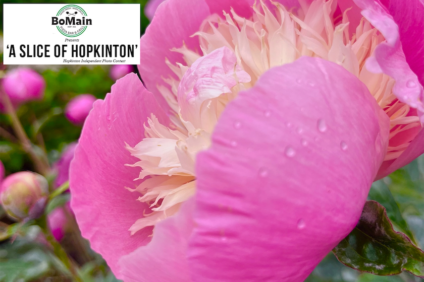 BoMain Slice of Hopkinton photo contest winner, July 2 edition