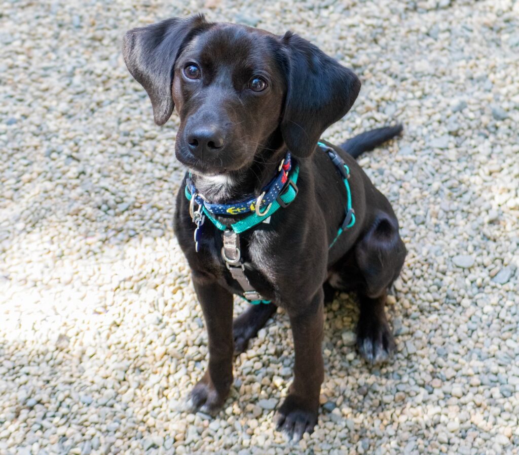 Adoptable Animal-Atticus