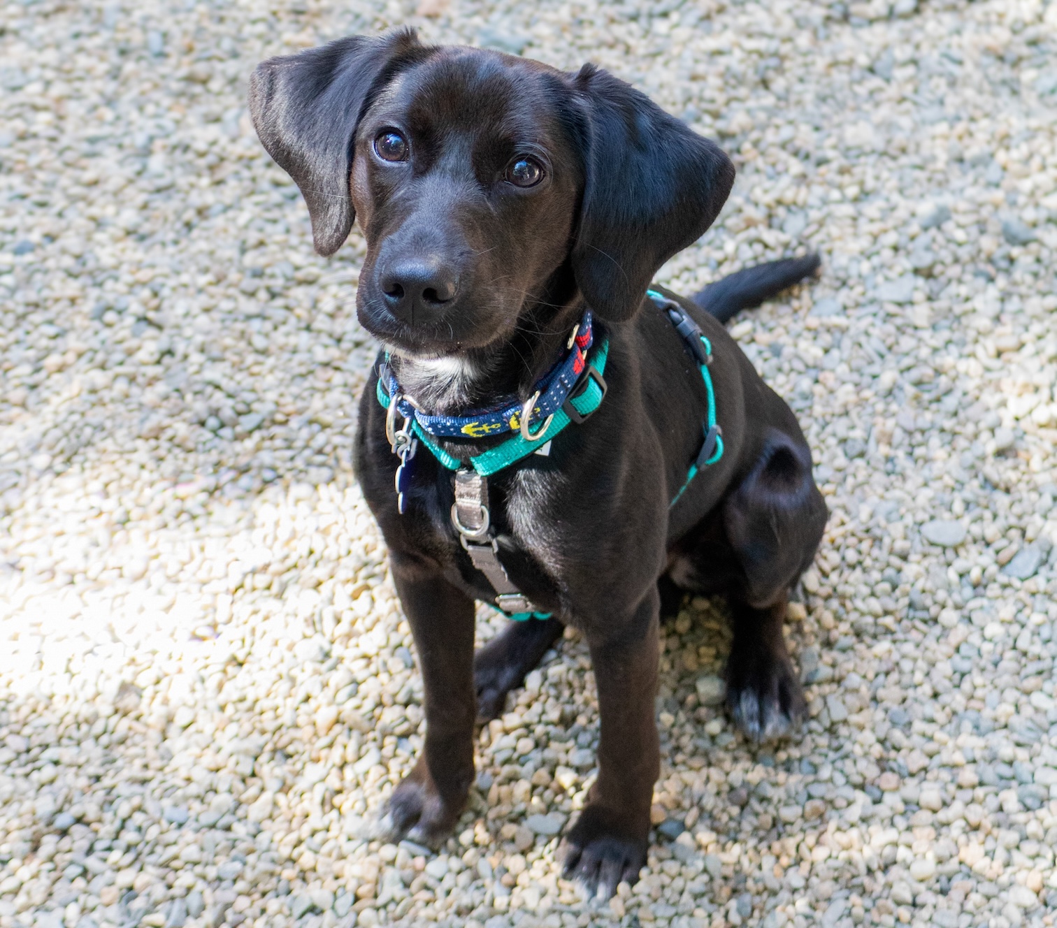 Baypath Adoptable Animal of the Week: Atticus